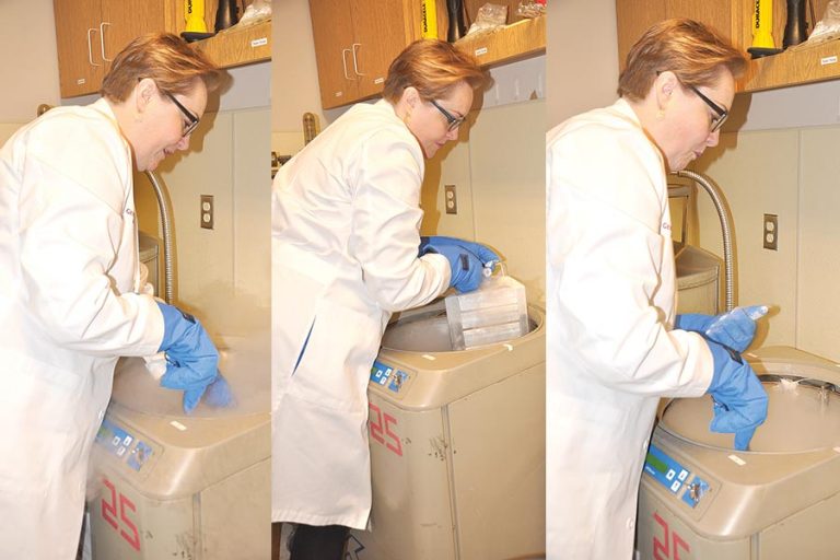 Day in the Life of: a cryobank lab director, Michelle Ottey