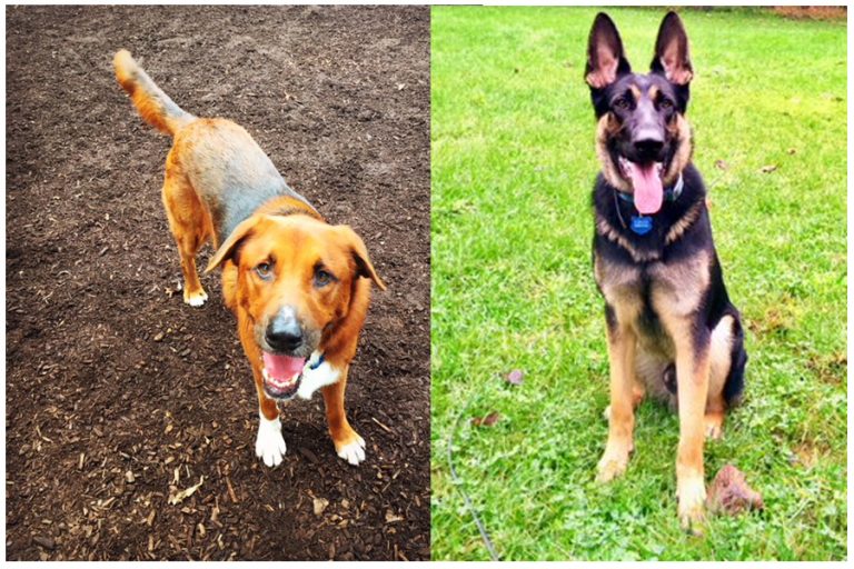 Pet Profile: Max and Blue