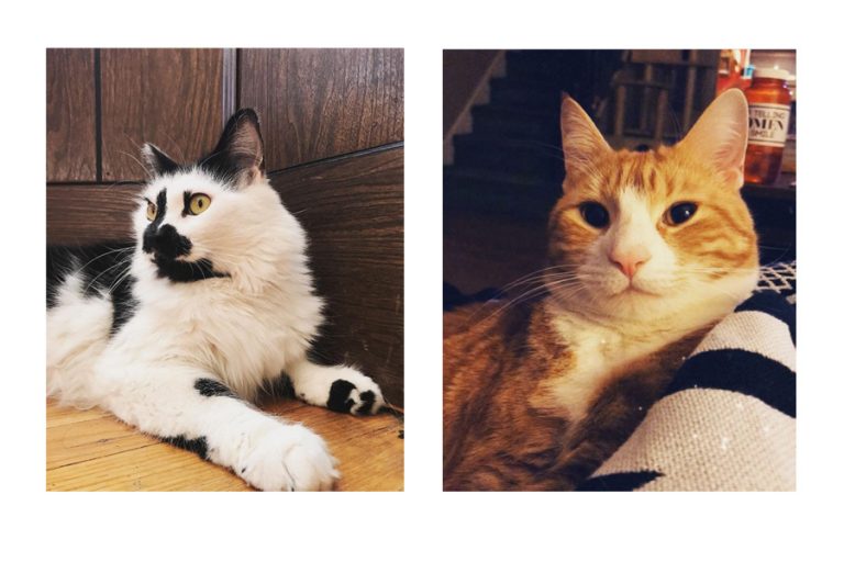 Pet Profile: Ouija and Cosmo