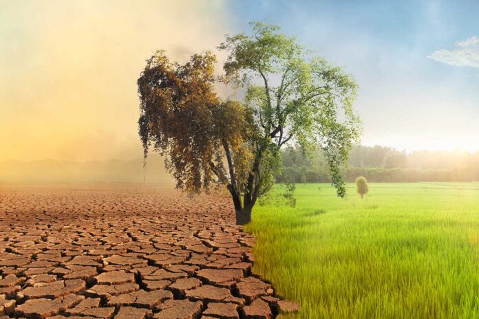 Global warming concept: A tree sits in the center of the image, which is split down the middle. The left shows a barren desert while the right shows greenery.