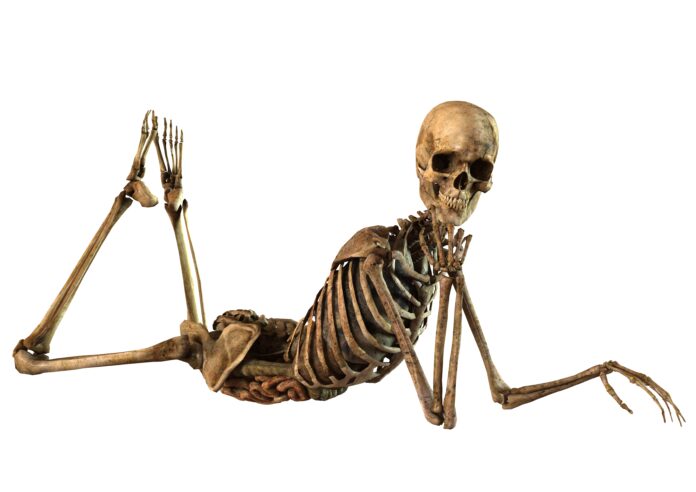 female skeleton with detailed anatomy organs